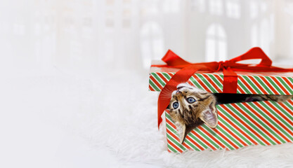 Funny looking gray striped kitten from a box with a red gift ribbon. Christmas pet gift from Santa...