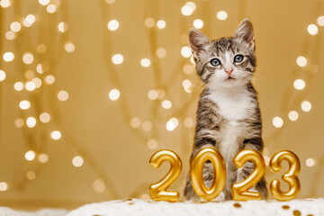 Gray kitten sit next to the figures of the new year 2023 on the background of the lights of the...