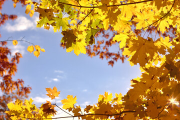 Autumn maple leaves forming a natural frame against a blue sky on a sunny day. Copy space.