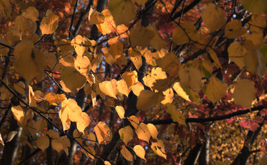 Autumn beech leaves on a tree close up on a sunny day. Copy space, shallow depth of field.
