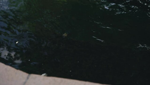 Amur carp swim slowly in an open pond. Relaxation. Close-up.