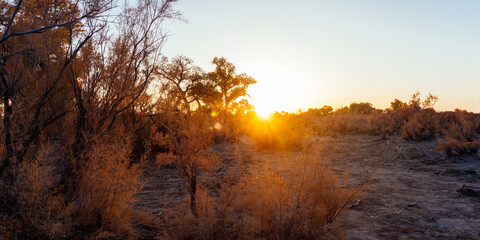 sunset in the forest