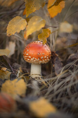 Photo of a red fly agaric in the autumn forest.
