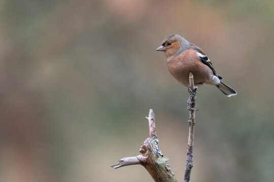 Common chaffinch portrait in autumn, Loch Garten, Scotland