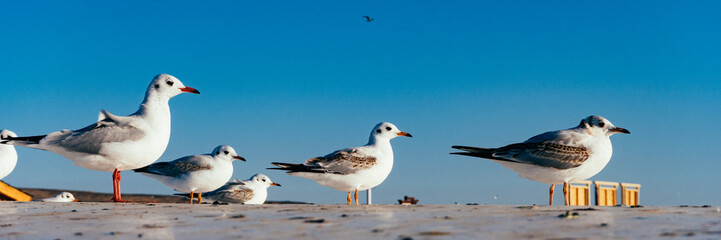Obraz premium geese in the water