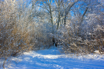 winter forest