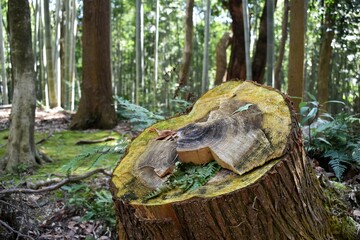 大木の切り株と苔