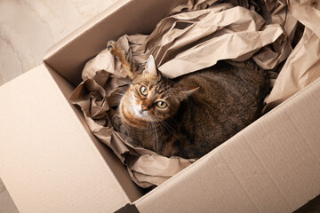 Cute happy grey tabby cat in cardboard box on carpet floor at home. Pets care and adoption concept.