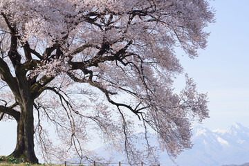 The cherry blossoms of Wanizuka are in full bloom, and the snow-capped mountains of Yatsugatake can be seen beyond.