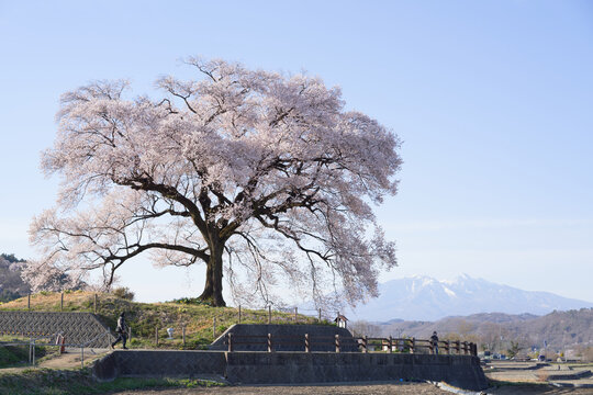 The cherry blossoms of Wanizuka are in full bloom, and the snow-capped mountains of Yatsugatake can be seen beyond.