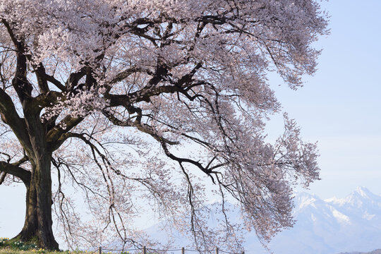 The cherry blossoms of Wanizuka are in full bloom, and the snow-capped mountains of Yatsugatake can be seen beyond.
