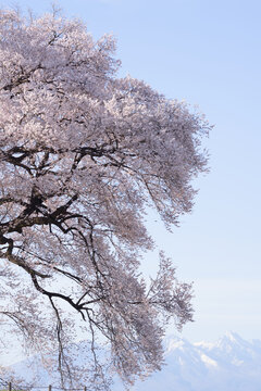 The cherry blossoms of Wanizuka are in full bloom, and the snow-capped mountains of Yatsugatake can be seen beyond.