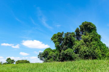 Obraz premium 秋の多摩川土手 青い空と白い雲