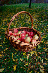 Apples in the basket on the grass. Wicker basket with ripe, red apples harvest in the garden.