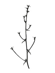 Botanical illustration. Vector silhouette of a plant, branch, twig, grass, herb or flower. Isolated black drawing on white background.