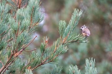 Crested tit perched in a pine tree, Cairngorms, Scotland © Alex Cooper