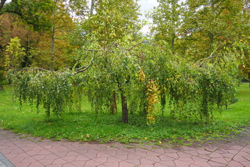 Dwarf weeping birch landscape design. Hanging birch Betula pendula is a plant species of the genus...