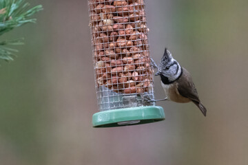 Naklejka premium Crested tit on a bird feeder in the forest, Cairngorms, Scotland