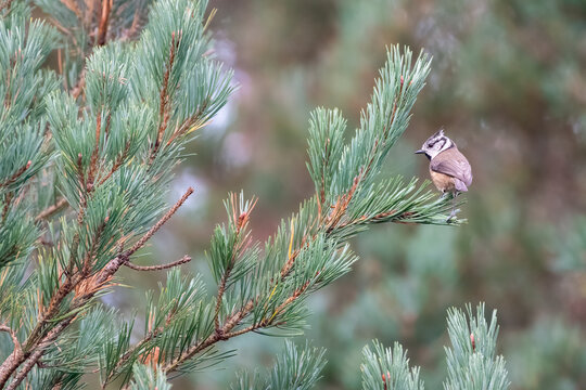 Crested tit perched in a pine tree, Cairngorms, Scotland