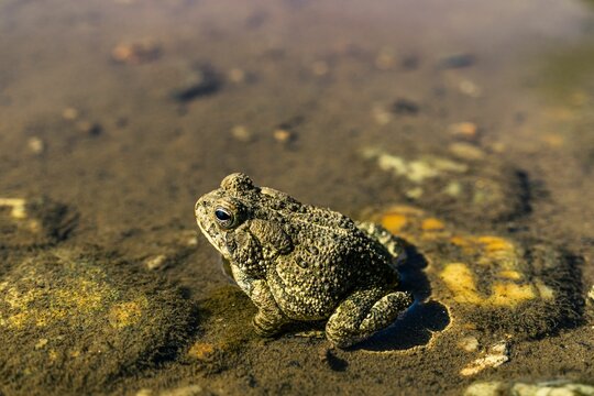 Closeup of a woodhouse's toad, Anaxyrus woodhousii in a pond.