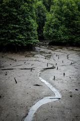 mud flat in the mangrove forest at low tide