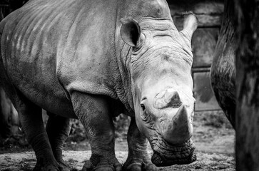 Fototapeta premium White rhino photographed close up in black and white