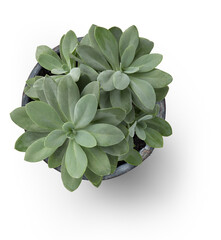 bunch / group of succulents potted in a grey vintage French zinc pot, isolated, flat lay / top view with subtle shadow - 541459254
