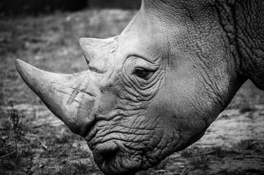 White rhino photographed close up in black and white