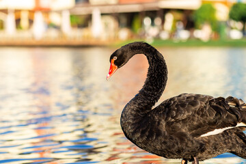 blurred black swan in motion on a clean pond against the backdrop of a picturesque landscape.