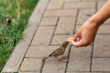 The birds found the remains of bread crumbs in the spring park and are happy to eat them.