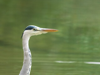  A head shot of a stunning Grey Heron (Ardea cinerea) hunting for food along the bank of a river.