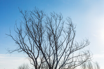 Fototapeta na wymiar A dry tree without leaves against a light blue sky
