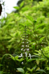 cat's whiskers flower with raindrops. The flower shape is beautiful and look like not only cat’s whiskers but also a bird outstretching the wings. The plant has other name “Java tea”.