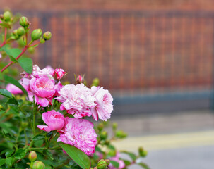 Beautiful pink Rose blooming in summer garden. Outdoors. Gardening concept. - 541461245