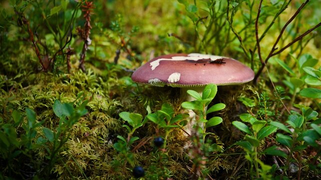 Closeup of a darkening brittlegill (Russula vinosa) growing in a forest