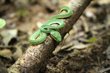 Closeup shot of the green mamba on a tree branch - obrazy, fototapety, plakaty