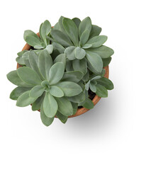 bunch / group of succulents potted in a classic terracotta planter, isolated, flat lay / top view...
