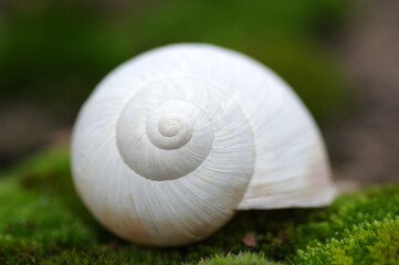 coquille d'escargot