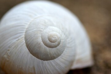 coquille d'escargot