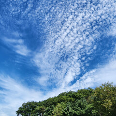 하늘과 나무 숲