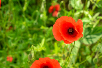 Fototapeta premium Mohnblume