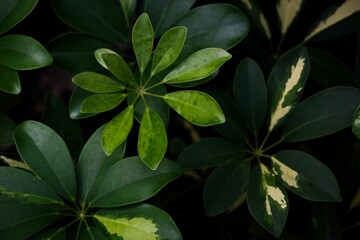 Selective focus shot of a Dwarf umbrella tree plant