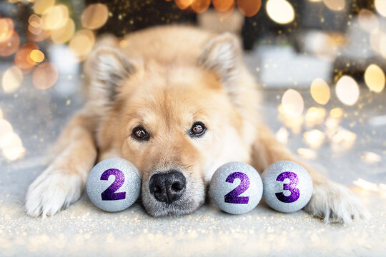 Silvester & Neujahr 2023 mit Hundenase und Kugeln 