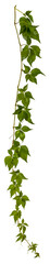 branch of a hanging down vine plant isolated on transparent background - climbing plant - high resolution - alpha channel - png - nature element - image compositing footage - jungle - nature - forest