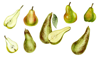 Collection of hand drawn watercolor pears isolated on white background