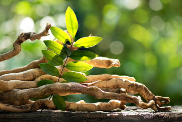 Eurycoma longifolia Jack,dried roots and green leaves on nature background.