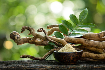 Eurycoma longifolia Jack,dried roots,green leaves and powder on nature background. - obrazy, fototapety, plakaty