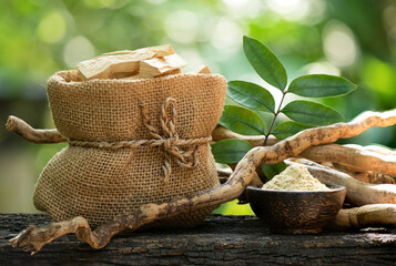 Eurycoma longifolia Jack,dried roots,green leaves and powder on nature background.