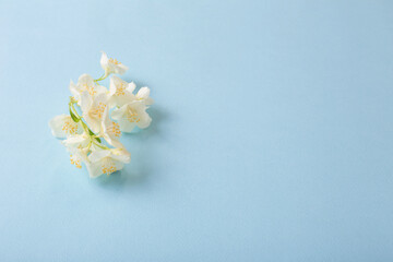 jasmine flowers  on blue paper  background