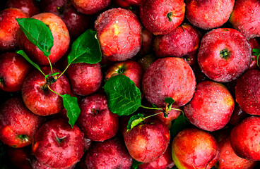 A Full-Frame Shot Of juicy Apples. Bright red apples with a green twig in raindrops. background of juicy fragrant apples in the rain.Attention-grabbing background, charming, seductive, sexy.copy space